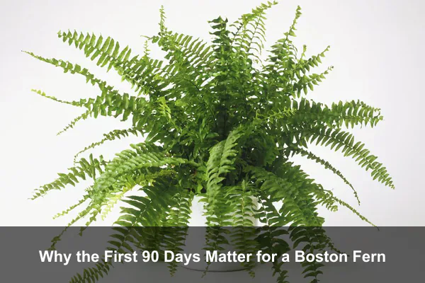Why the First 90 Days Matter for a Boston Fern