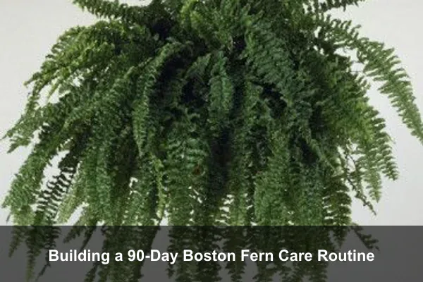 Building a 90-Day Boston Fern Care Routine