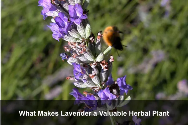What Makes Lavender a Valuable Herbal Plant