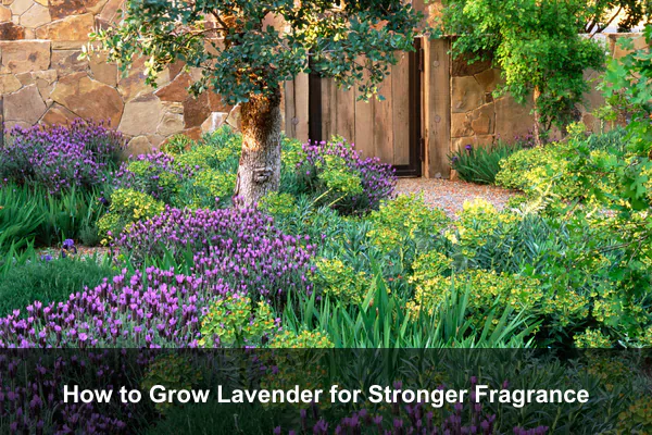 How to Grow Lavender for Stronger Fragrance