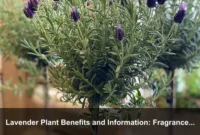 Lavender Plant Benefits and Information: Fragrance Quality, Harvest Timing, and Herbal Garden Value