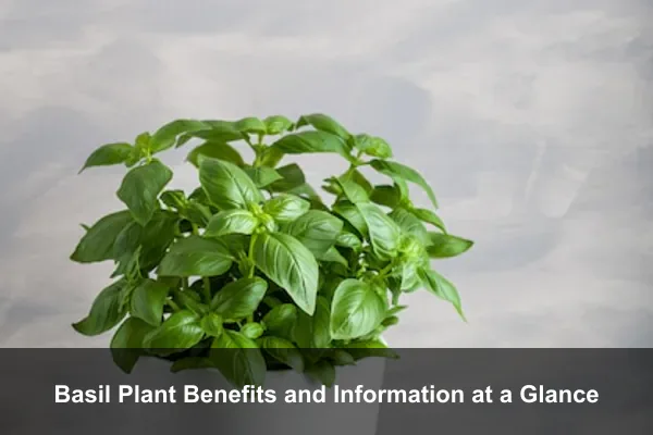 Basil Plant Benefits and Information at a Glance