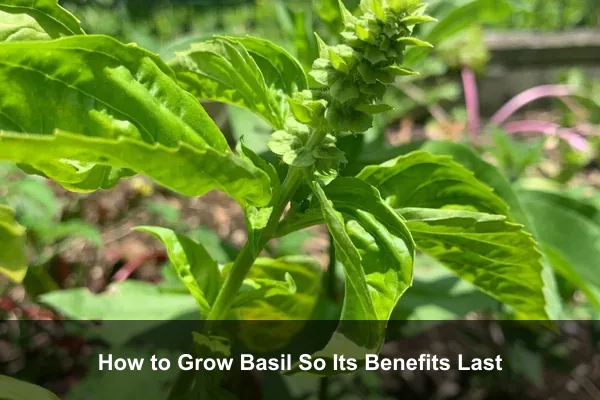 How to Grow Basil So Its Benefits Last