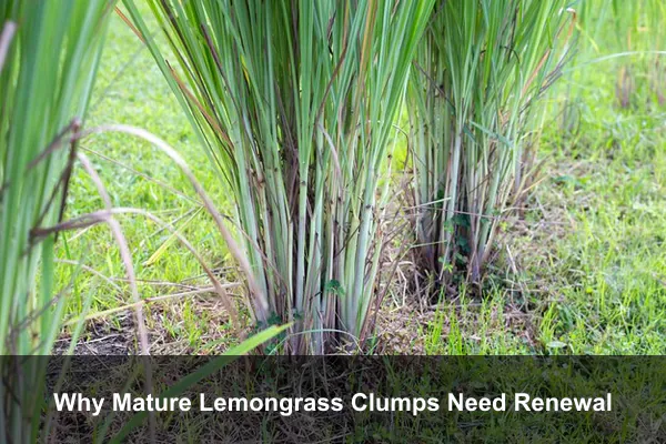 Why Mature Lemongrass Clumps Need Renewal