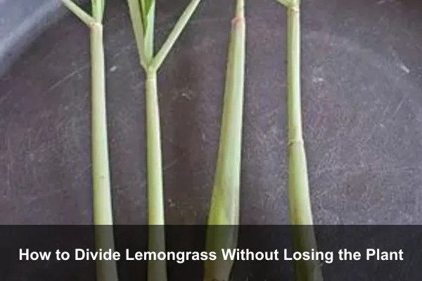 How to Divide Lemongrass Without Losing the Plant