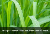 Lemongrass Plant Benefits and Information: Clump Renewal, Division, and Productive Herb Beds