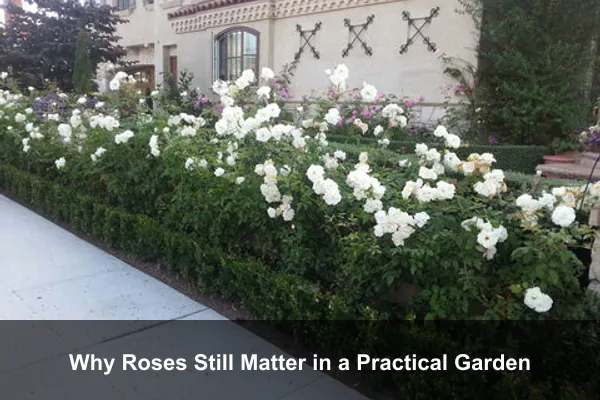 Why Roses Still Matter in a Practical Garden