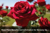 Rose Plant Benefits and Information for Sensory Gardens and Mindful Outdoor Living