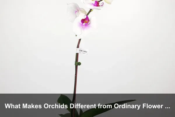 What Makes Orchids Different from Ordinary Flower Displays