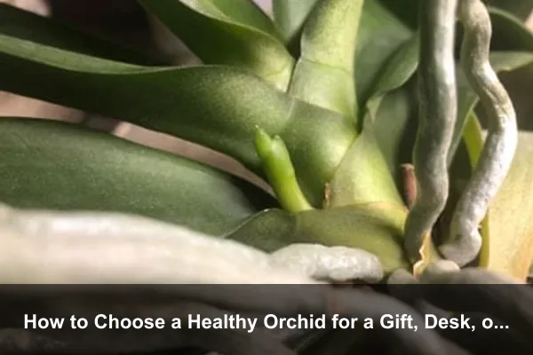 How to Choose a Healthy Orchid for a Gift, Desk, or Shelf