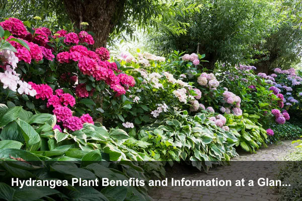 Hydrangea Plant Benefits and Information at a Glance