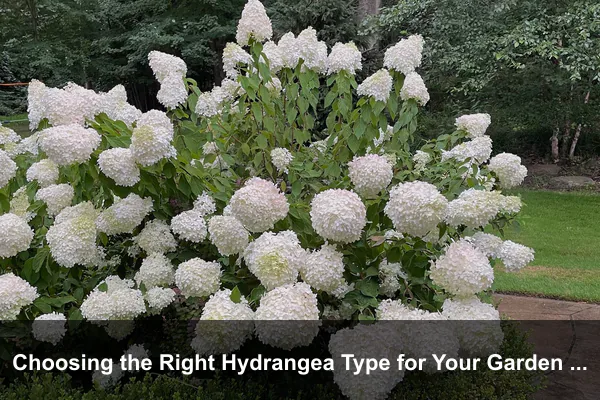 Choosing the Right Hydrangea Type for Your Garden Goal