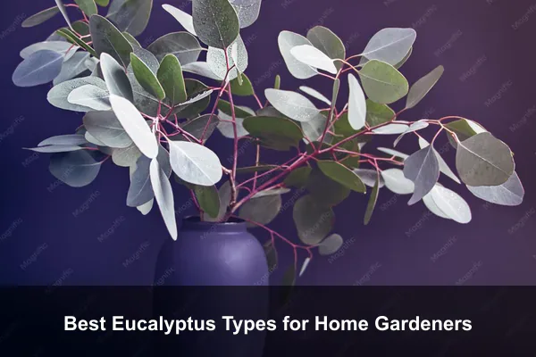 Best Eucalyptus Types for Home Gardeners