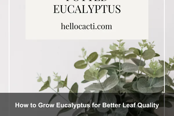 How to Grow Eucalyptus for Better Leaf Quality