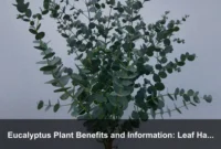 Eucalyptus Plant Benefits and Information: Leaf Harvesting, Varieties, and Practical Home Uses Eucalyptus Plant Benefits and Information: Leaf Harvesting, Varieties, and Practical Home Uses