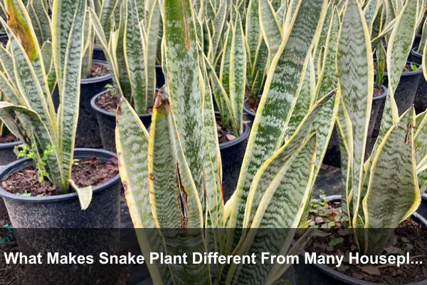 What Makes Snake Plant Different From Many Houseplants?