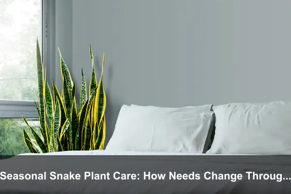 Seasonal Snake Plant Care: How Needs Change Through the Year