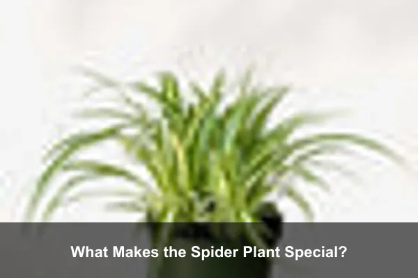 What Makes the Spider Plant Special?
