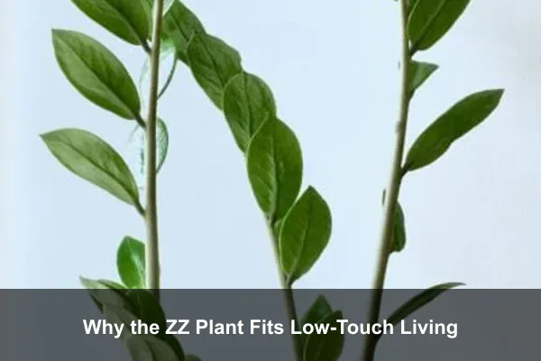 Why the ZZ Plant Fits Low-Touch Living
