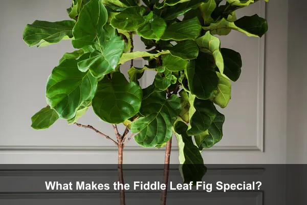 What Makes the Fiddle Leaf Fig Special?