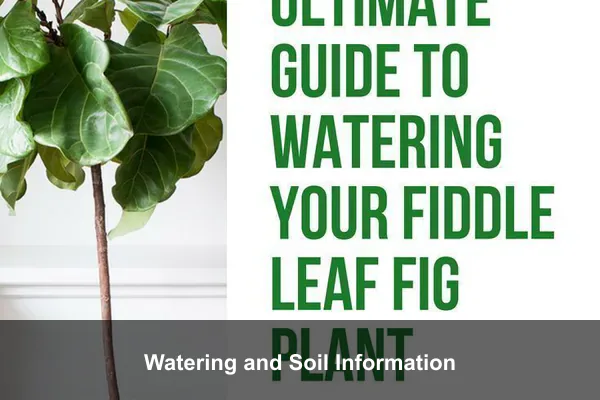 Watering and Soil Information