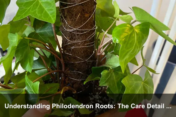 Understanding Philodendron Roots: The Care Detail Many Guides Miss