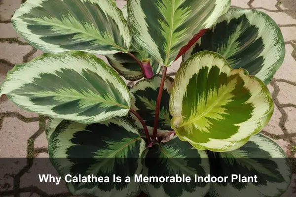 Why Calathea Is a Memorable Indoor Plant