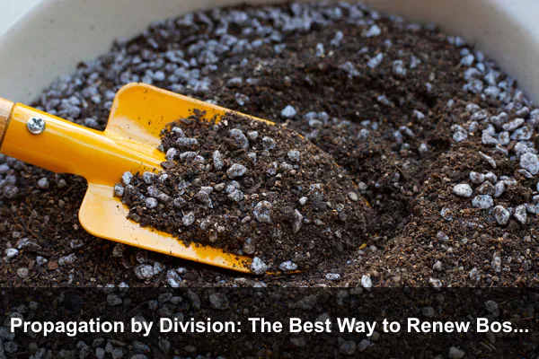Propagation by Division: The Best Way to Renew Boston Fern