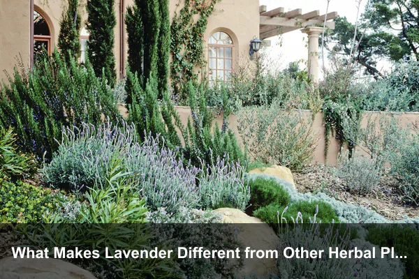 What Makes Lavender Different from Other Herbal Plants
