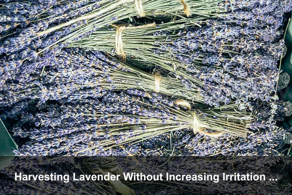 Harvesting Lavender Without Increasing Irritation or Waste