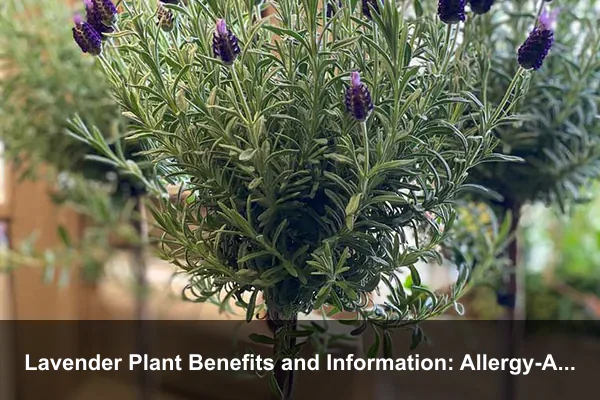 Lavender Plant Benefits and Information: Allergy-Aware Gardens and Safe Use