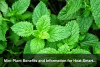 Mint Plant Benefits and Information for Heat-Smart Homes and Cooling Herb Care Mint Plant Benefits and Information for Heat-Smart Homes and Cooling Herb Care
