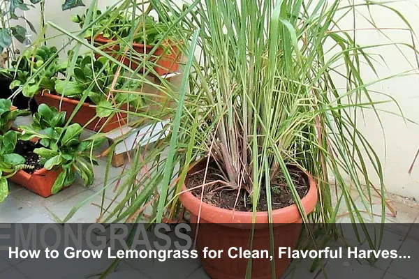 How to Grow Lemongrass for Clean, Flavorful Harvests