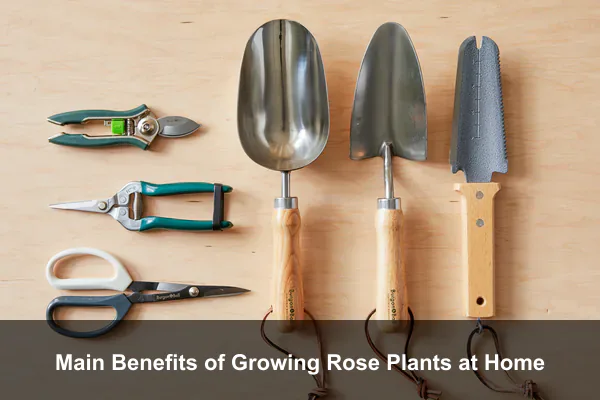 Main Benefits of Growing Rose Plants at Home