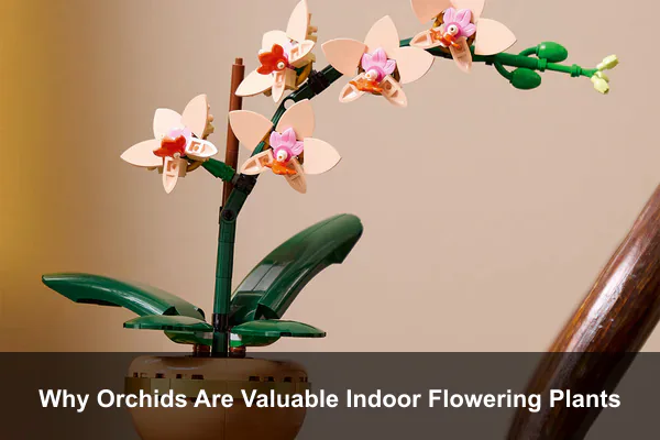 Why Orchids Are Valuable Indoor Flowering Plants