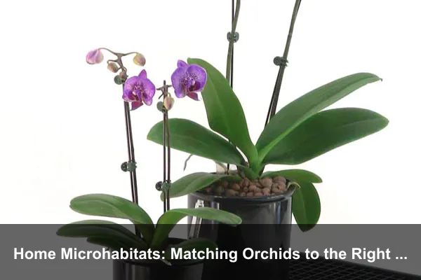 Home Microhabitats: Matching Orchids to the Right Spot