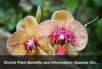 Orchid Plant Benefits and Information: Species Diversity, Home Microhabitats, and Gentle Indoor Care Orchid Plant Benefits and Information: Species Diversity, Home Microhabitats, and Gentle Indoor Care
