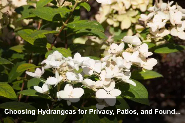 Choosing Hydrangeas for Privacy, Patios, and Foundation Beds