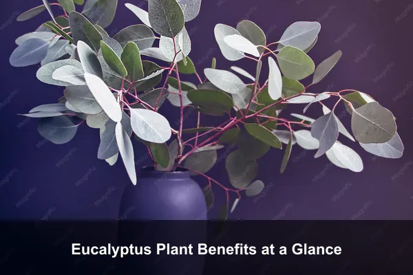 Eucalyptus Plant Benefits at a Glance