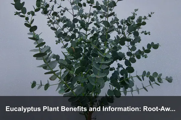 Eucalyptus Plant Benefits and Information: Root-Aware, Fire-Smart, and Safe Aromatic Growing