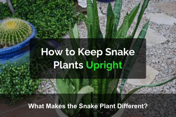 What Makes the Snake Plant Different?