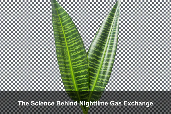 The Science Behind Nighttime Gas Exchange