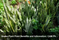 Snake Plant Plant Benefits and Information: CAM Photosynthesis, Tough Leaves, and Low-Maintenance Indoor Care