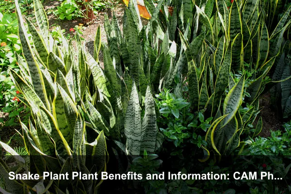 Snake Plant Plant Benefits and Information: CAM Photosynthesis, Tough Leaves, and Low-Maintenance Indoor Care