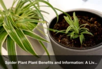 Spider Plant Plant Benefits and Information: A Living Indicator for Healthier Indoor Habits