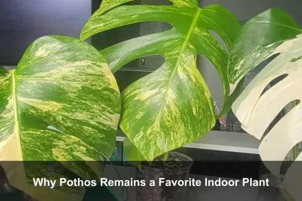 Why Pothos Remains a Favorite Indoor Plant