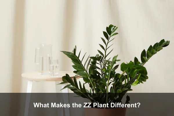 What Makes the ZZ Plant Different?