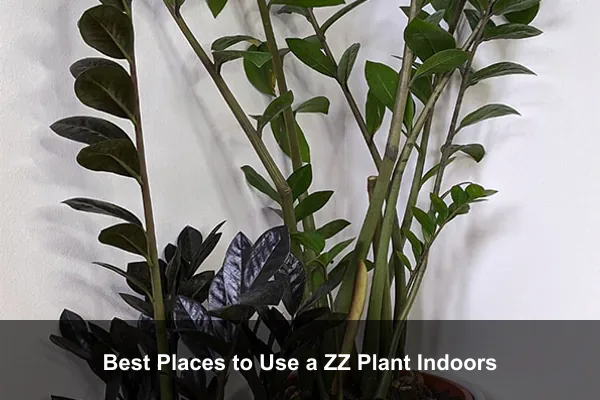 Best Places to Use a ZZ Plant Indoors