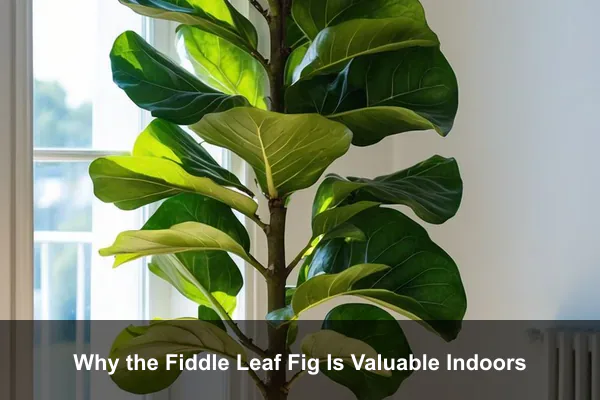 Why the Fiddle Leaf Fig Is Valuable Indoors