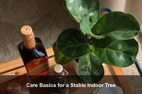 Care Basics for a Stable Indoor Tree